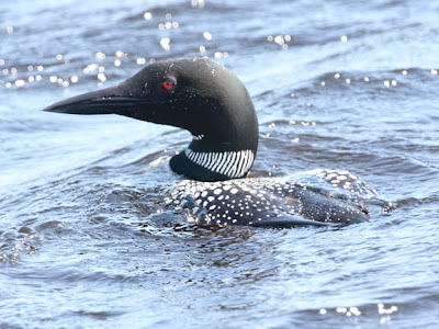 common loon range. common loon range. common loon