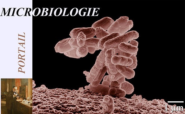 microbiologie svi S3