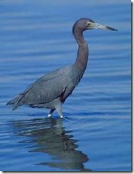 bayoffundy.ca-SEABIRDS 40 Good reasons to protect the Bay of Fundy.pdf - Adobe Acrobat Professio