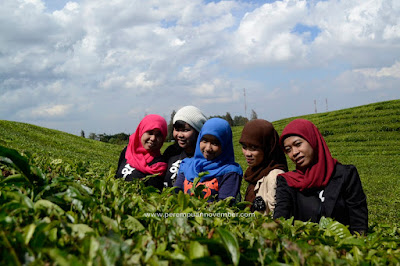 kebun teh siantar wisata sumut