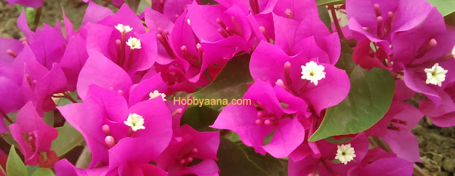 bougainvillea