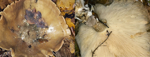 Tawny Funnel, Lepista flaccida (perhaps). Hayes Common, 13 December 2011.