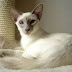 Mengenal Kucing Balinese, Jenis Ras Kucing yang Mirip Kucing Siamese