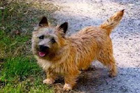 Cairn Terrier