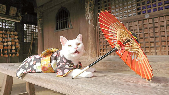 There Is A Japanese Cat Shrine, And Its Monks Are Adorable