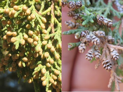 Spanish Juniper polen cones