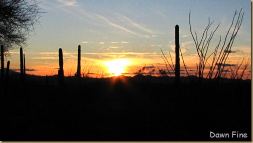 Desert museum_539