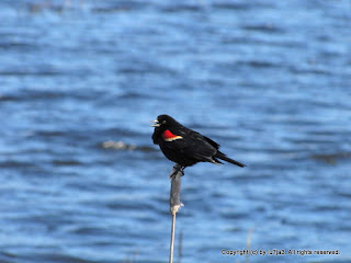 Red-winged Blackbird