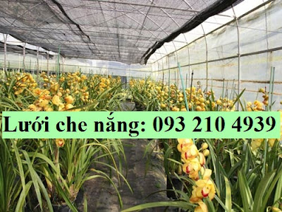 Lưới lan che nắng vườn kiểng đón tết