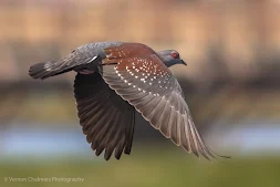 Speckled Pigeon in Flight Woodbridge Island, Cape Town