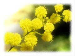 mimose