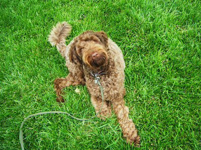 Alfie's lying down in some very green grass and looking up with a quizzical expression