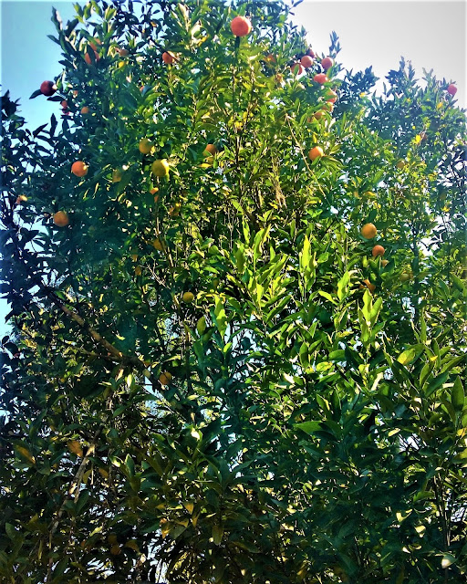 orange tree near Kaluk