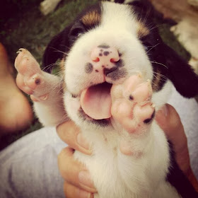 adorable dog pictures, cute puppy and cute paws
