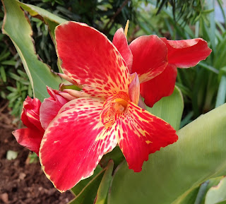 flor Canna indica o achira