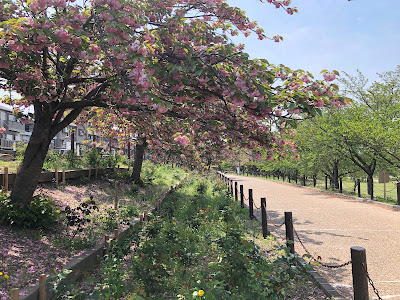 【寝屋川市】打上川治水緑地の牡丹桜（4月中旬～下旬に見頃）