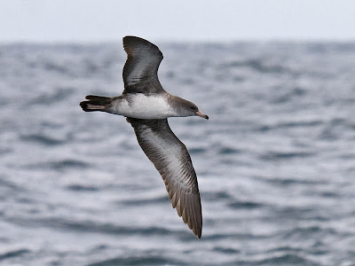 Oregon sea birds: Pink-footed Shearwater