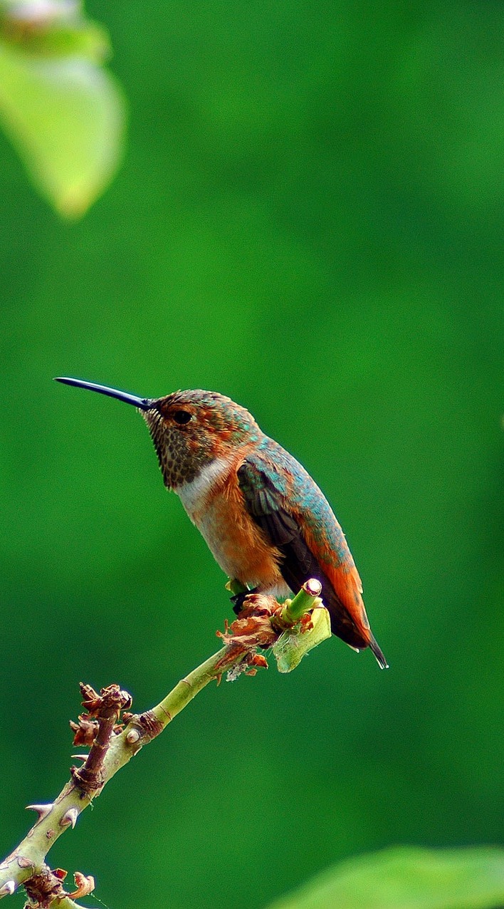 Picture of a beautiful hummingbird.