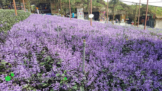 Cameron Lavender Garden, Cameron Highlands, Malaysia