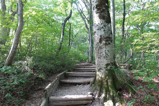 8月の大山夏山登山道