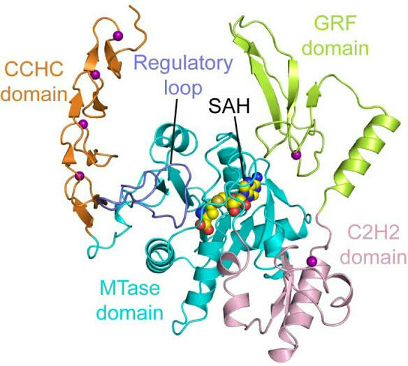 chemical structure of enzyme ,enzyme diagram, defination of enzyme, 