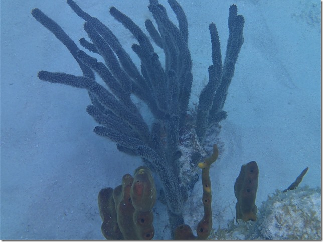 P4261899 (2)