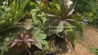 Ricinus Communis Castor Oil Plants
