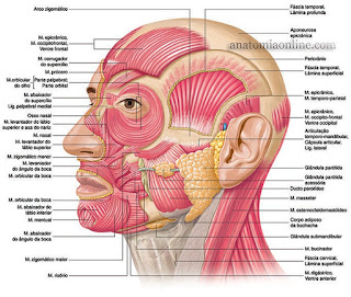 Anatomia da Musculatura do Pescoço
