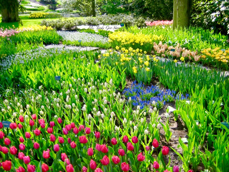 Tulip season in Keukenhof Gardens just outside of Amsterdam is one of the world's loveliest sights! | Ms. Toody Goo Shoes