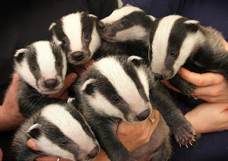 Badgers