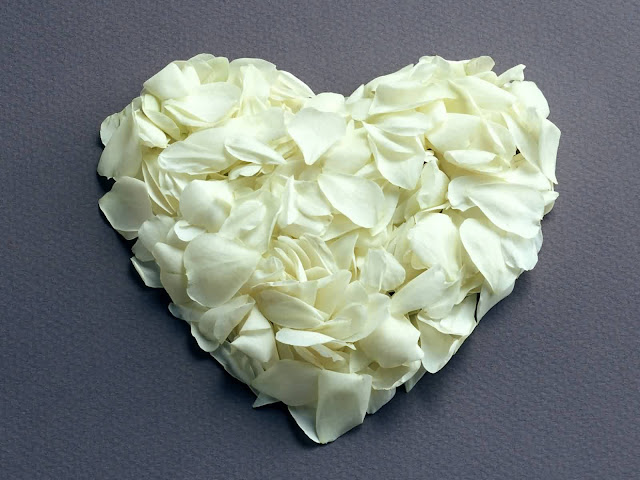 Valentine White Rose Flower Wallpaper