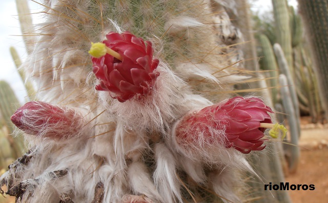 Flores de Cleistocacto Cleistocactus straussii