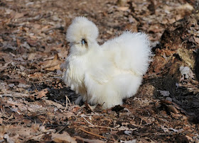 chickens are funny, white silkie