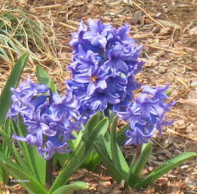 hyacinth, Hyacinthus orientalis