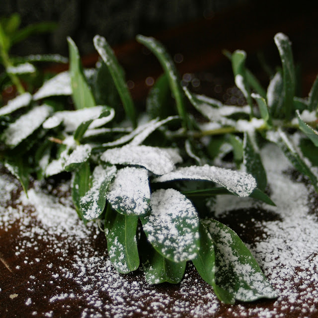 Green Christmas leaves dusted with icing sugar. 