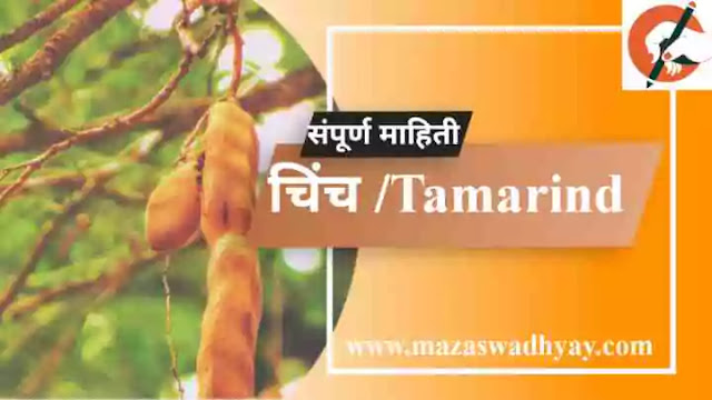 Tamarind Information in Marathi Esay  Chinch  information in marathi pdf  Tamarind Information  चिंच फळाची संपूर्ण माहिती.  चिंच झाडाविषयी माहिती  चिंच या फळाविषयी माहिती.  चिंच झाडाची माहिती मराठी  Chinch zadachi Mahiti