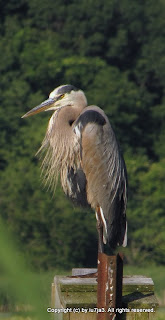 Great Blue Heron