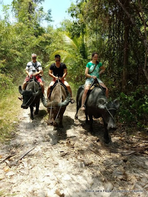 Ilha de Marajó dicas