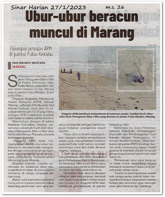 Ubur-ubur beracun muncul di Marang ; Dijumpai petugas APM di Pantai Pulau Kekabu - Keratan akhbar Sinar Harian 27 Januari 2023