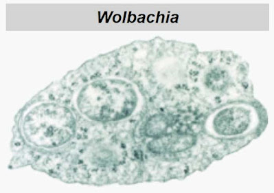 Bakteri Wolbachia