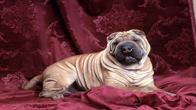 Shar Pei HD Wallpaper