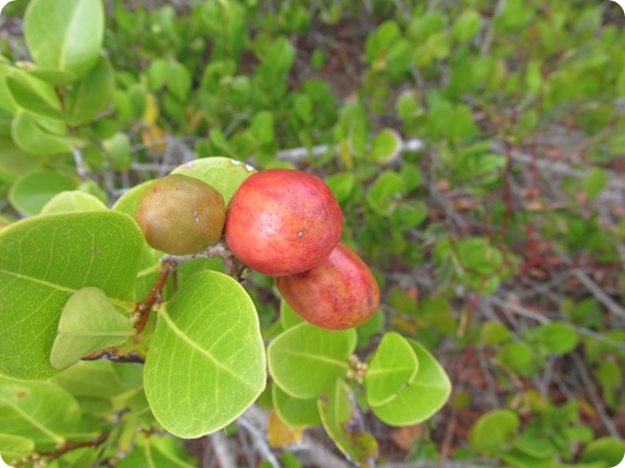 Hawks Bluff - Chrysobalanus icaco Cocoplum Plant