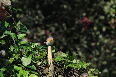 Red-Breasted Flycatcher at Beachy Head