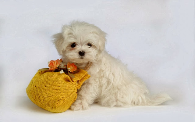 Cute Puppy HD Wallpaper Free