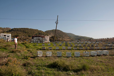 Bigård i Turkiet