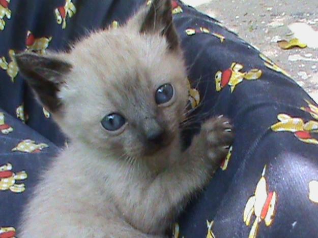 Gatos de raza: GATOS SIAMESES