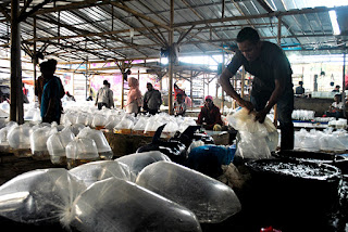 Pasar Ikan Hias Parung