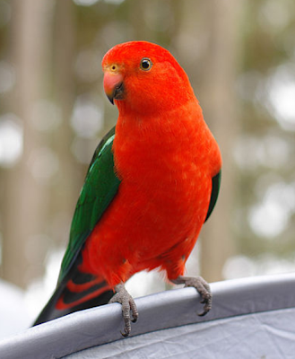 Australian king parrot 