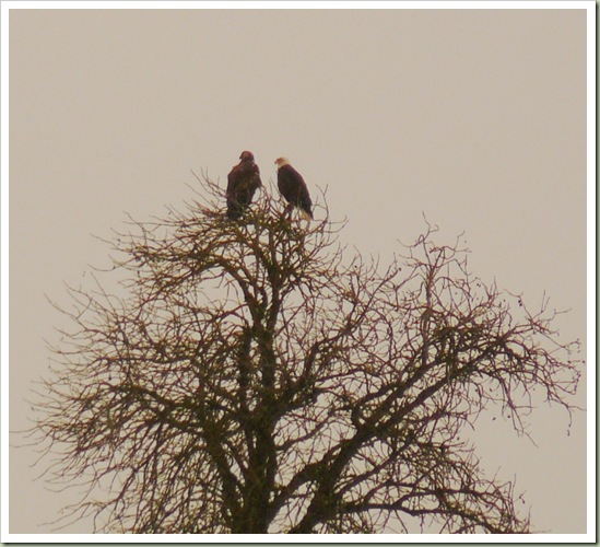 Bald Eagles3