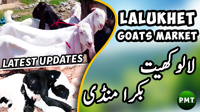Lalukhet Bakra Mandi (Cattle Market in Karachi) Latest Price Updates | Highlights / Trailer of Ep. 2